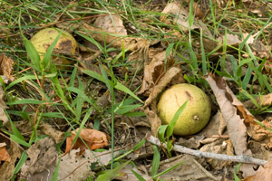 black walnuts