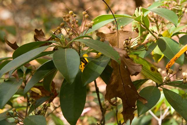 mountain laurel