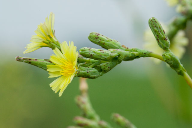 prickly lettuce