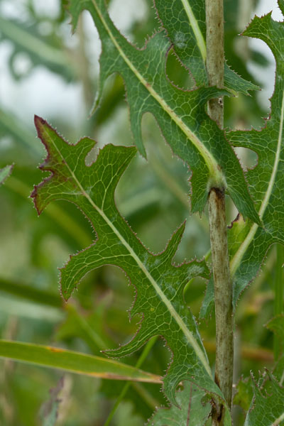 prickly lettuce leaf