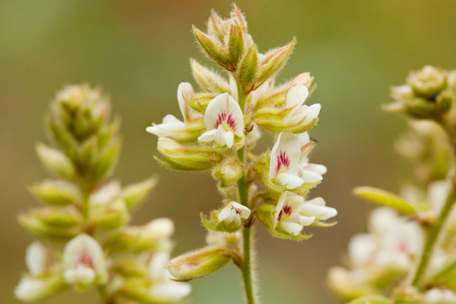 hairy bush-clover flowers