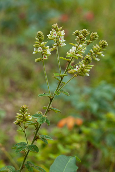 hairy bush-clover