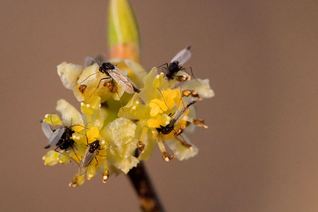 spicebush staminate flower