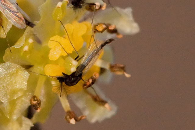 spicebush staminate flower