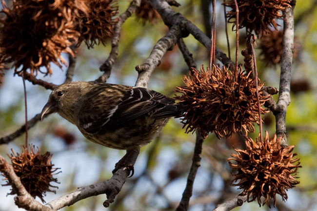 white-winged crossbill