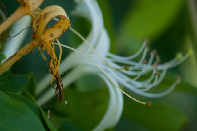 old honeysuckle flower