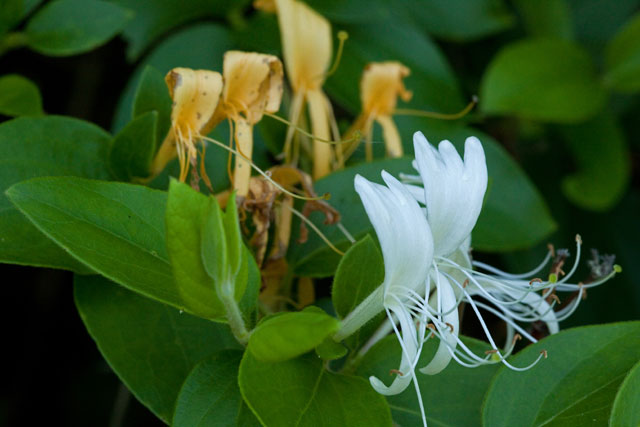 Japanese honeysuckle