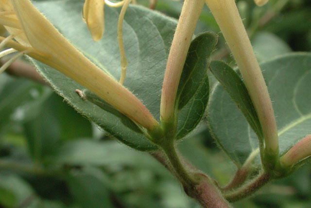 honeysuckle ovaries