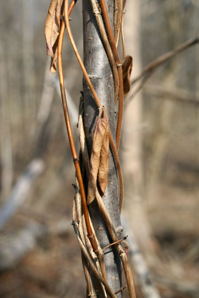 Japanese honeysuckle twining