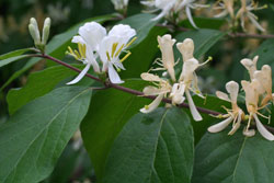 Lonicera