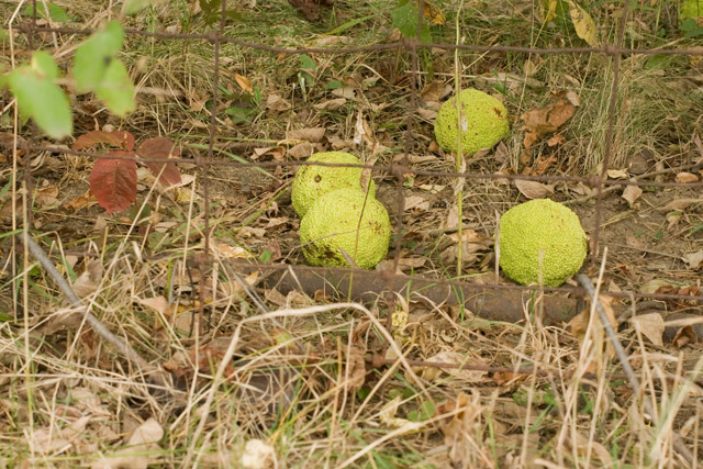 Osage-oranges on ground