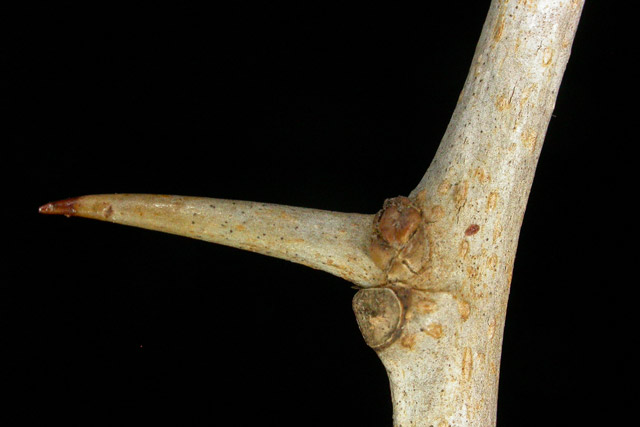 Osage-orange twig