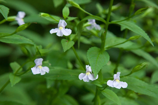 square-stemmed monkey-flower