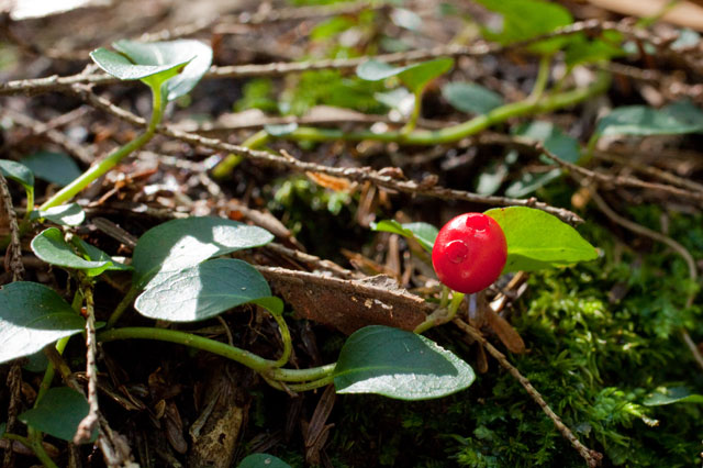 partridge-berry