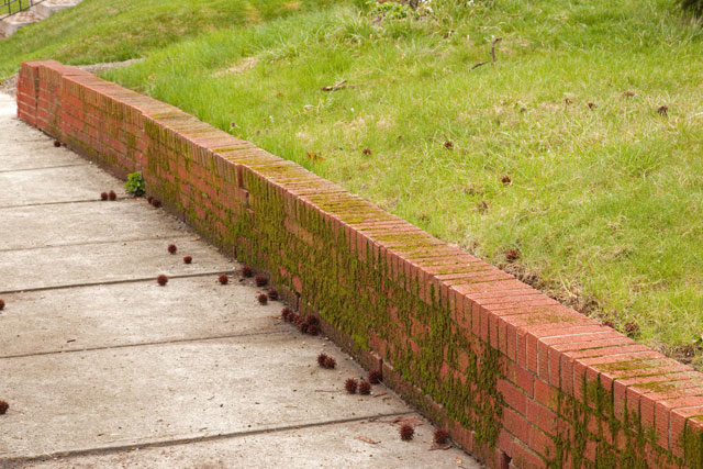 brick wall where mosses grow