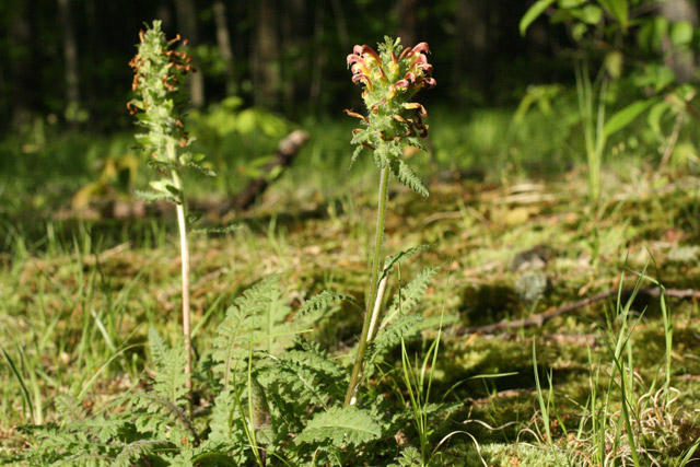 Pedicularis canadensis