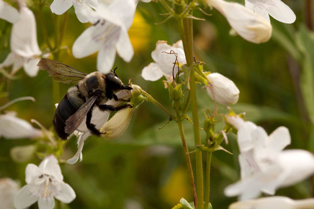 carpenter bee robbing nectar