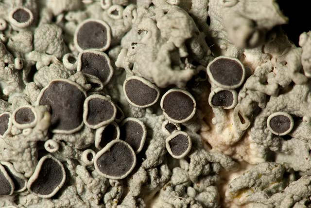 lichen upper surface