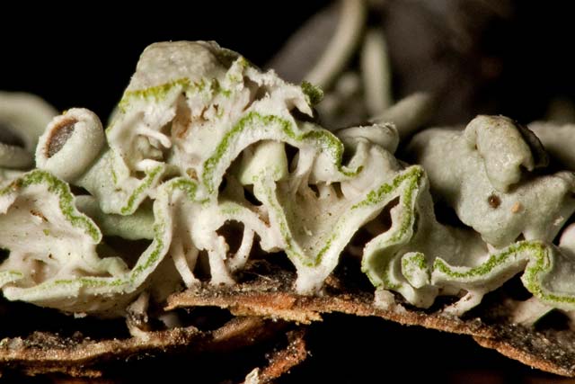 lichen cross-section