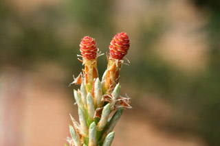 first year cones