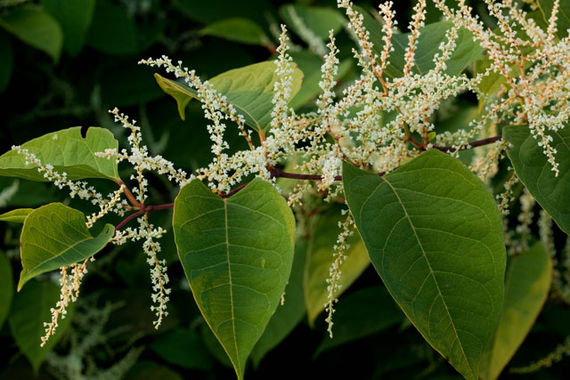 Japanese knotweed