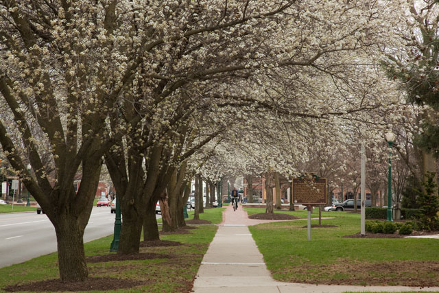 Callery pear trees