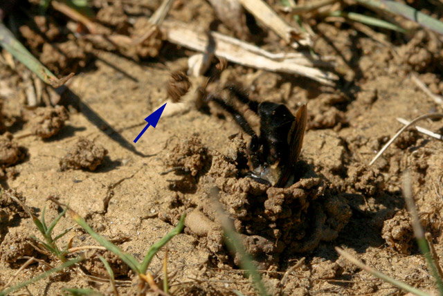 Ptilothrix tosses spil pellet