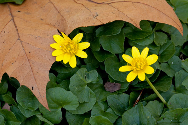 lesser celandine