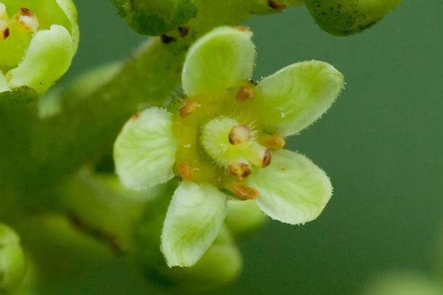 wingd sumac flower