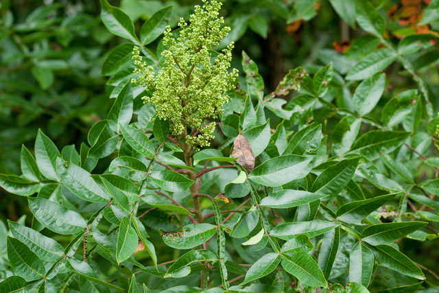 poison sumac plant. As do many plants, this sumac