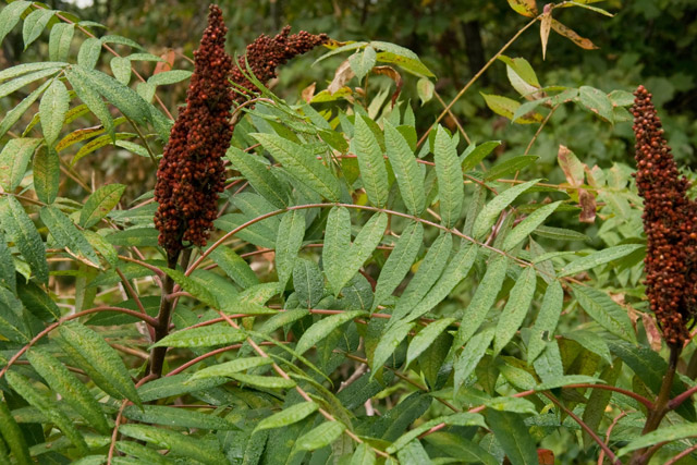 smooth sumac