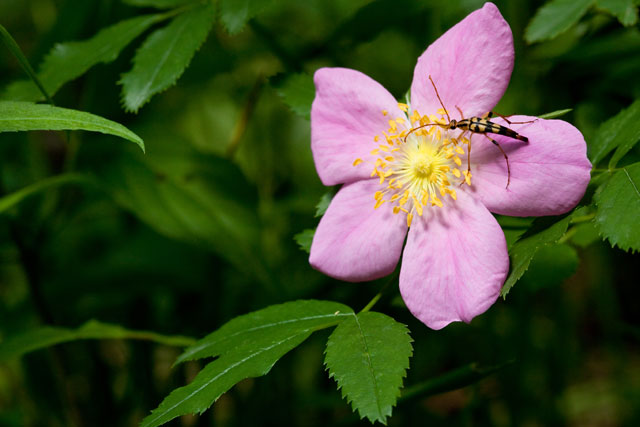 pasture rose and flower longhorn