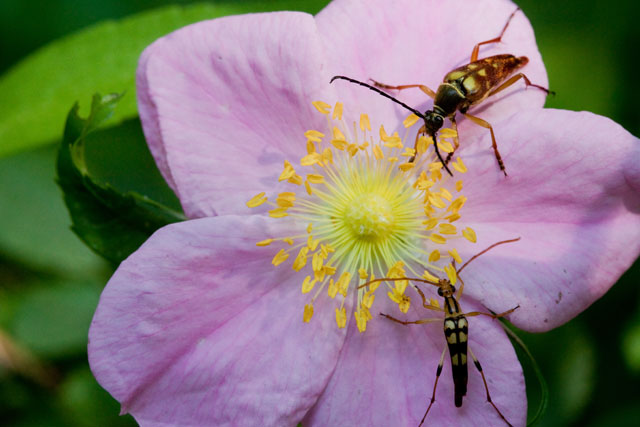 Typocerus velutinus and Strangalia luteicornis