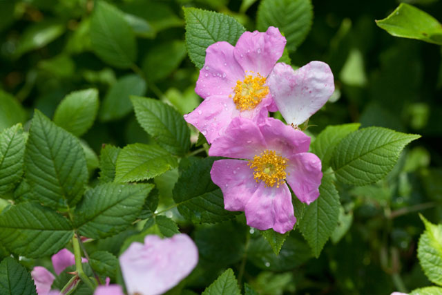 climbing prairie rose