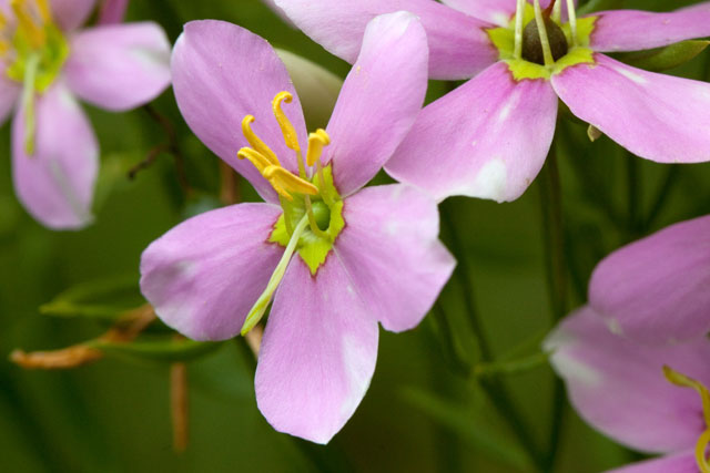 rose-pink male phase