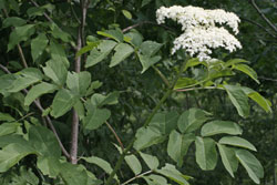 Sambucus