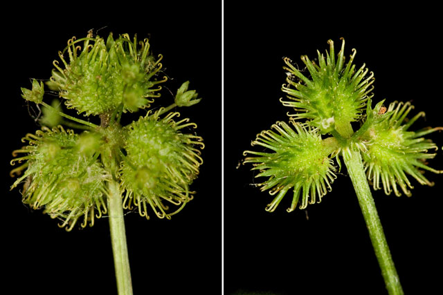 sanicle (snakeroot, whatever) umbels