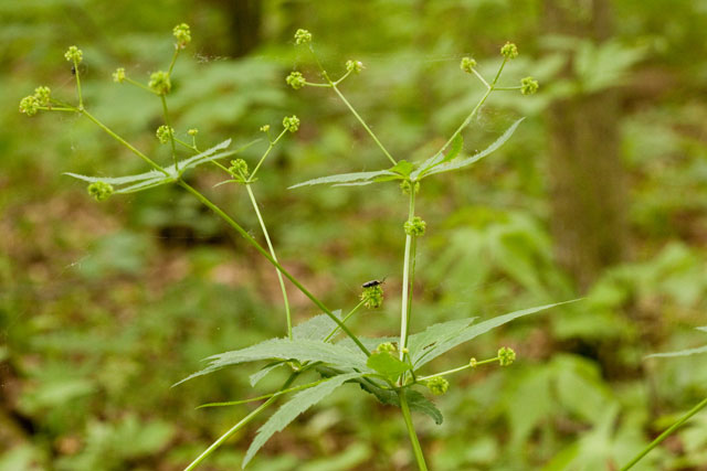 clustered snakeroot