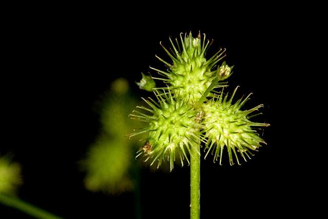 Sanicula trifoliata umbel