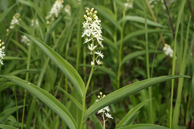 starry false solomon's seal