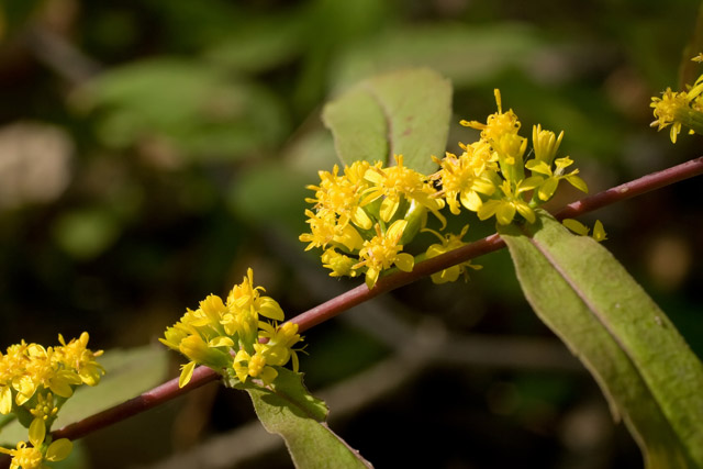 blue-stemmed goldenrod