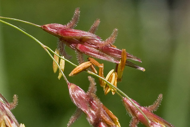 Johnson grass flowers