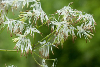 rue male flowers