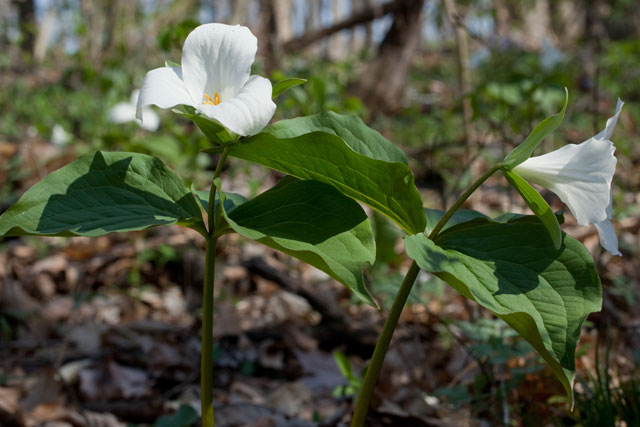 large-flowered trillium