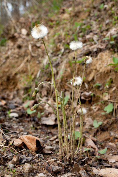 colt's-foot