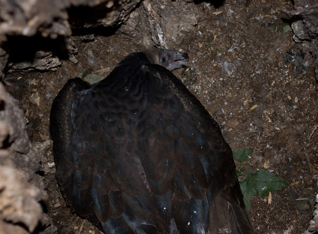 turkey vulture nestling