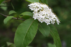 Viburnum