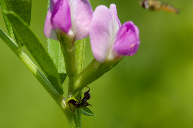 Nectary Flower