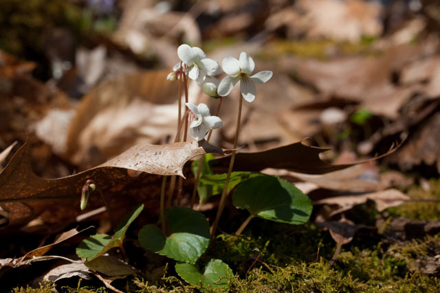 sweet white violet