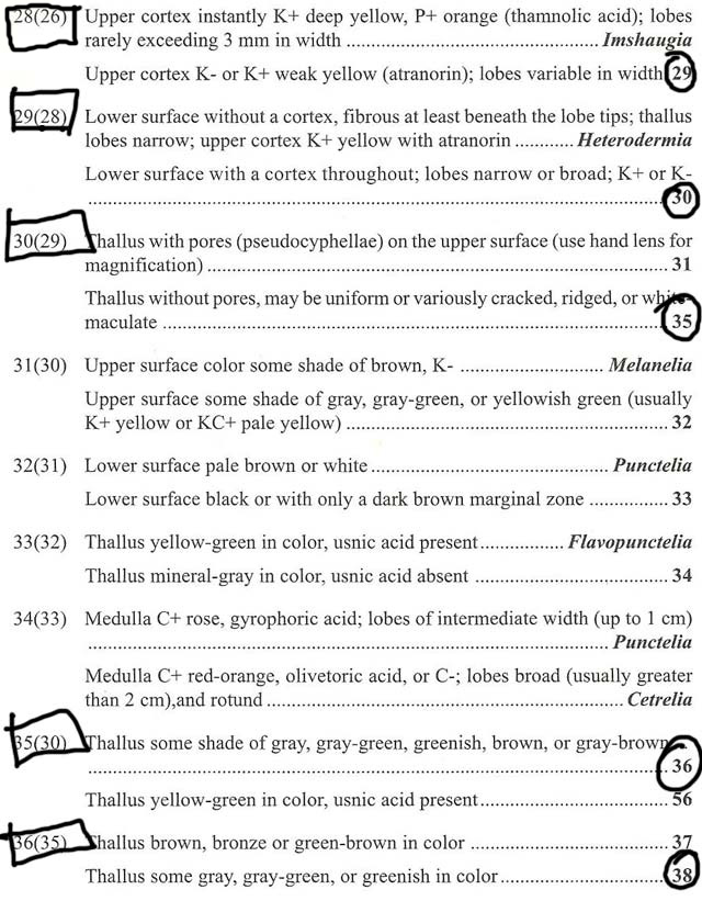 macrolichen key after K test